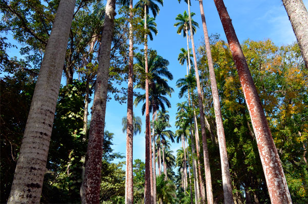 Uma tarde no Jardim Botânico, no Rio de Janeiro.