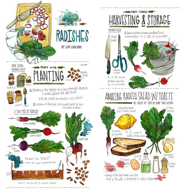 Lucy Engelman culinary illustrations
