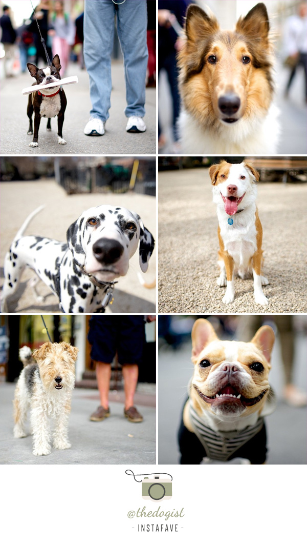 instafave: @thedogist
