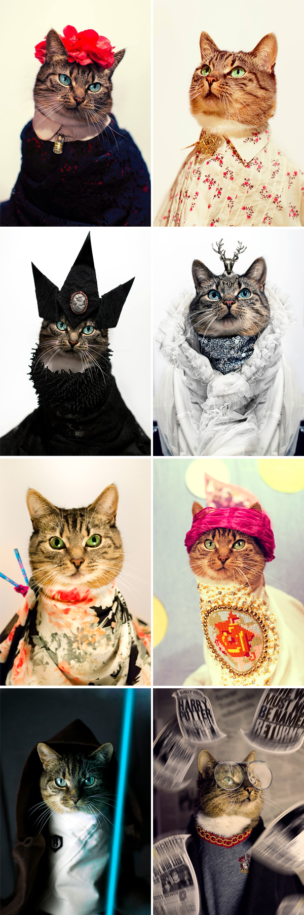 Os gatinhos do Jason McGroarty | Cat photography 