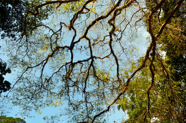 Uma-tarde-no-Jardim-Botanico_03 Uma tarde no Jardim Botanico, no Rio de Janeiro.
